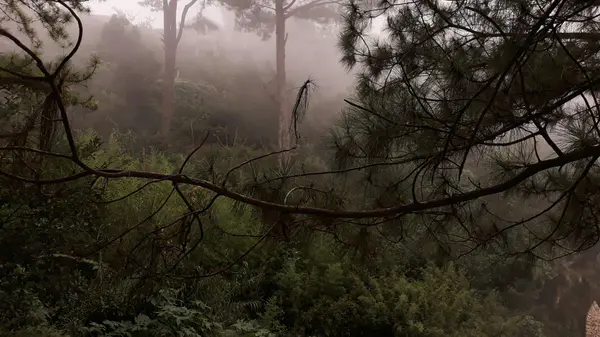 Pine forest in Baguio covered in thick fog